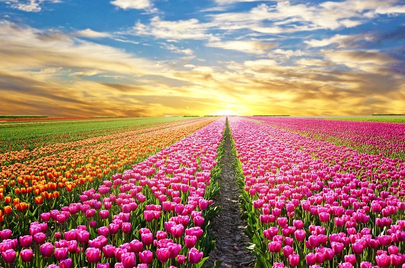flowers tulips