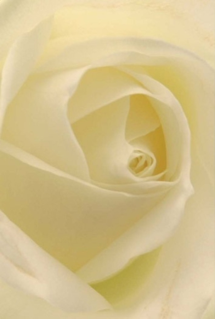 Draw close to this beautifully crafted white rose, its spiraled centre almost glowing in the gentle daylight reminiscent of a still, reflective morning in Harlesden. Each petal reveals a spectrum of creamy whites and pale yellows, their texture matte but softly luminous, like porcelain touched by dawn. The bloom's outermost petals, nearly translucent, fold gracefully around the tighter inner whorls-capturing the delicate contrast between resilience and fragility that defines so many moments in life. This harmonious interplay of shade and shape is an homage to both nature's balance and the experienced touch of Harlesden's local florists, who prepare bouquets for occasions spanning from tender apologies to wedding celebrations at Willesden Community Centre. The scent is just a whisper-clean, quiet, and lingering, offering gentle reassurance. Light filters through the petals, forming tiny shadows that add hypnotic depth and suggest a sense of hope and renewal, whether the rose marks a commemoration, a heartfelt thank you, or a quiet milestone. With every arrangement, florists at Harlesden Florist channel the spirit of the neighborhood: welcoming, authentic, and full of quiet strength-qualities embodied in every exquisite petal.